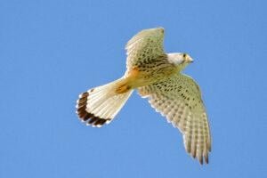 Common Kestrel (Falco tinnunculus)