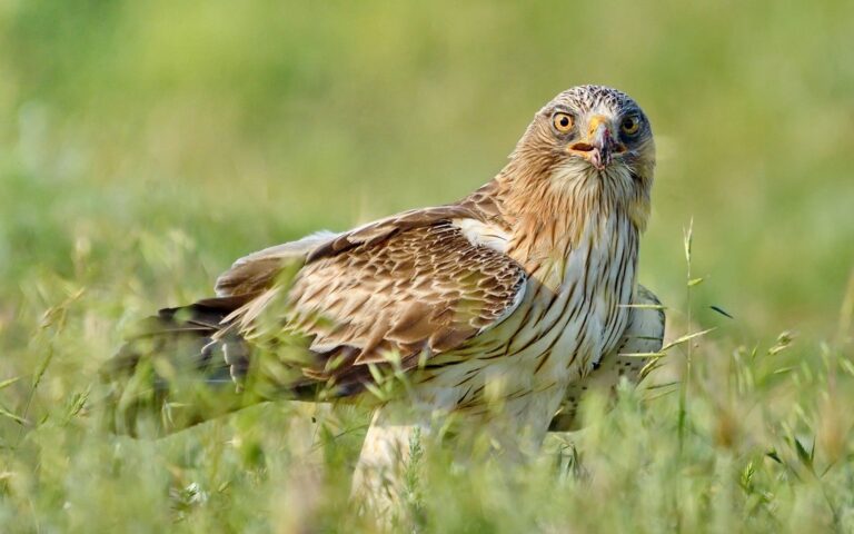 Booted Eagle (Hieraaetus pennatus)