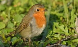 European Robin (Erithacus rublecula)