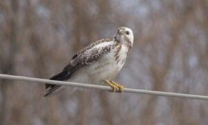 Common Buzzard (Buteo buteo)