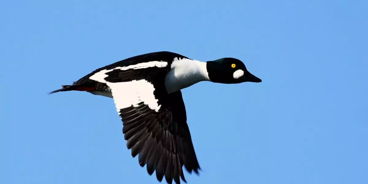 Featured Image
