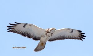 Common Buzzard (Buteo buteo)