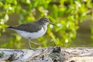 Common Sandpiper (Actitis hypoleucos)