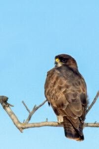 Common Buzzard (Buteo buteo)