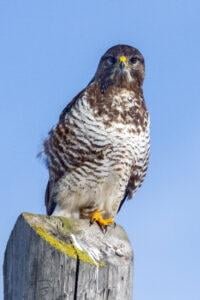 Common Buzzard (Buteo buteo)