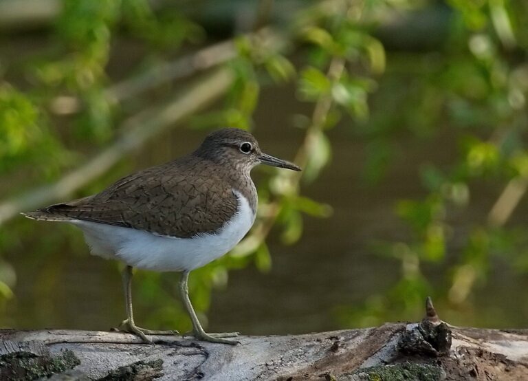 Common Sandpiper (Actitis hypoleucos)