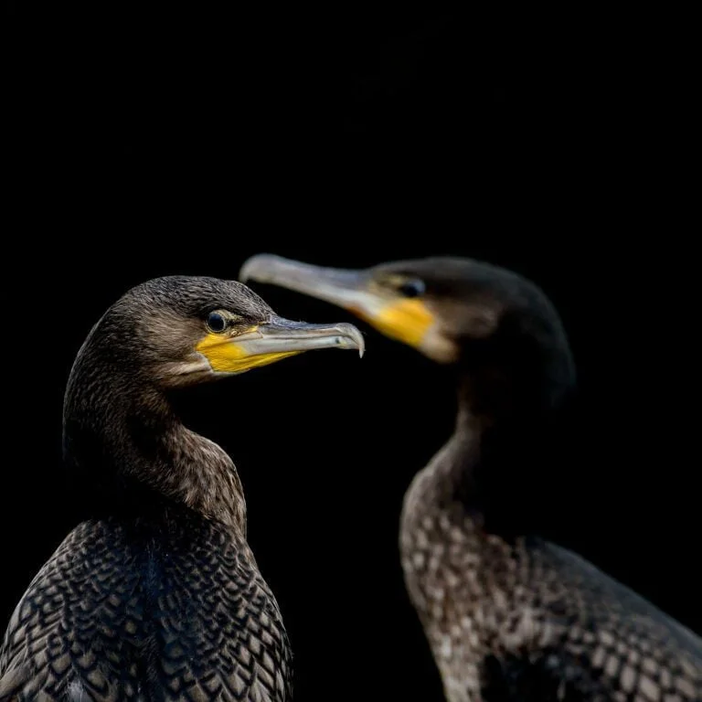 cormoran