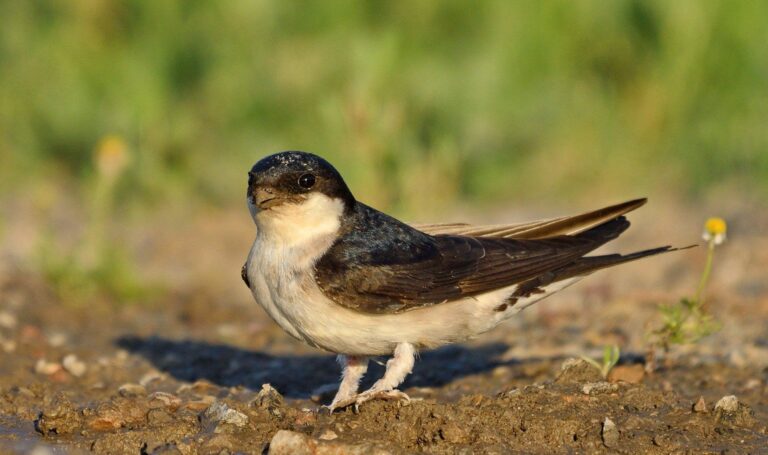 Common House Martin (Delichon urbicum)