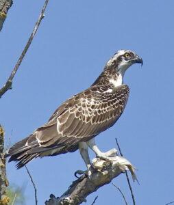 Osprey (Pandion haliaetus)