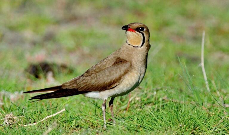 Collared Pratincole (Glareola pratincola )