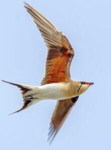 Collared Pratincole (Glareola pratincola )