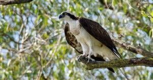Osprey (Pandion haliaetus)