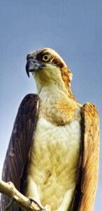 Osprey (Pandion haliaetus)