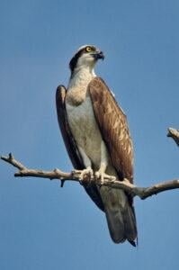 Osprey (Pandion haliaetus)