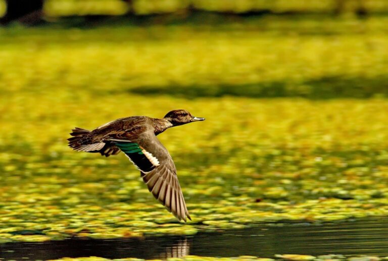 Eurasian Teal (Anas crecca)