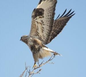 Rough legged buzzard (Buteo lagopus)