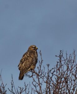 Rough legged buzzard (Buteo lagopus)