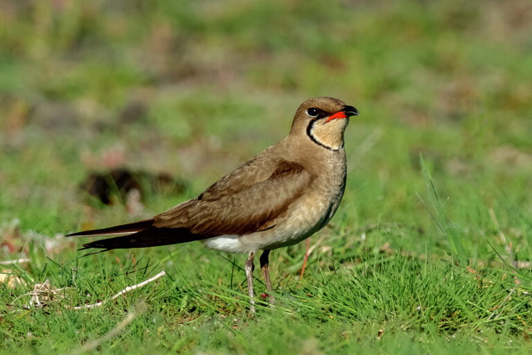 23 - 30 mai 2027 Tour pour observer les oiseaux dans Delta du Danube - Roumanie