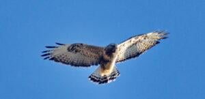 Rough legged buzzard (Buteo lagopus)