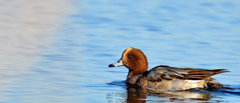 Eurasian Wigeon (Anas penelope)