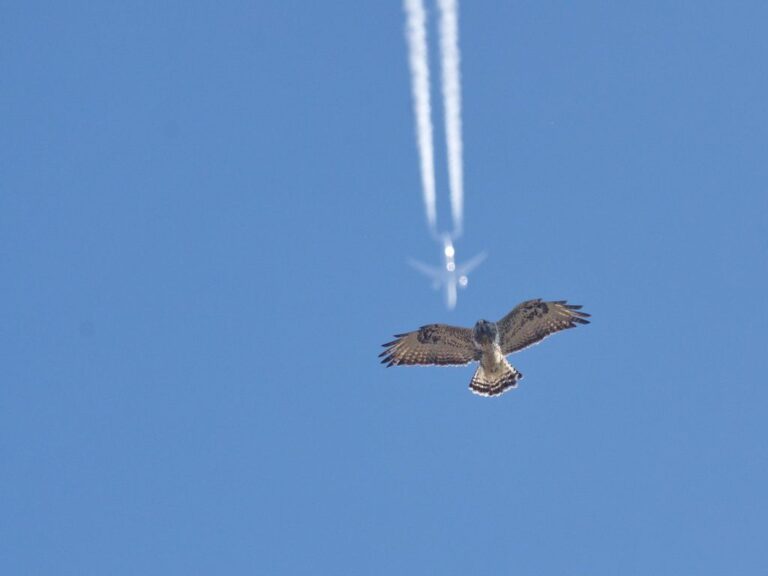 Rough legged buzzard (Buteo lagopus)