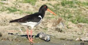 Eurasian Oystercatcher (Haematopus ostralegus)