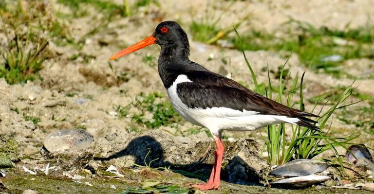 Eurasian Oystercatcher (Haematopus ostralegus)