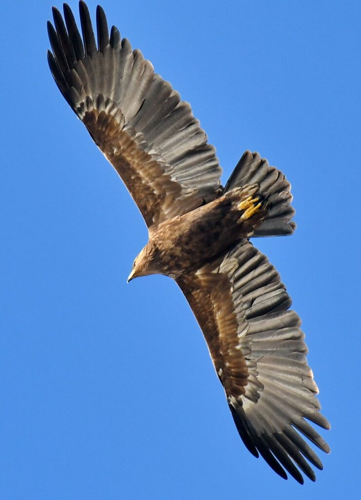 Greater Spotted Eagle (Aquila clanga)