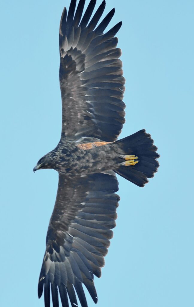 Greater Spotted Eagle (Aquila clanga)