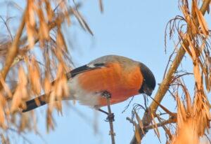 Eurasian Bullfinch (Pyrrhula pyrrhula)