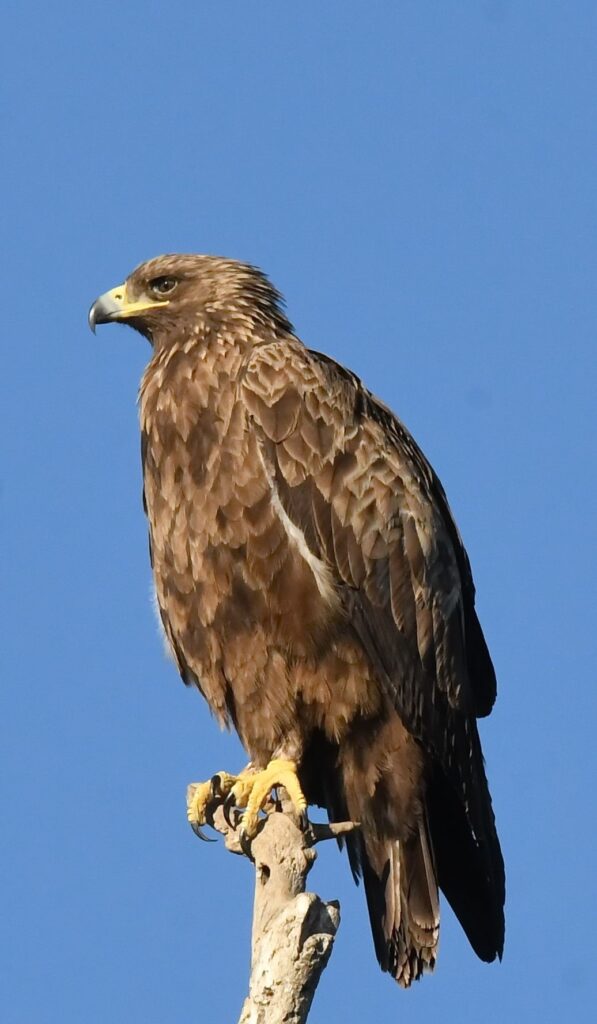 Greater Spotted Eagle (Aquila clanga)