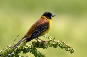 emberiza melanocephala