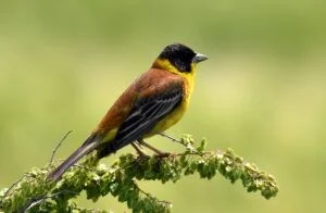 emberiza melanocephala