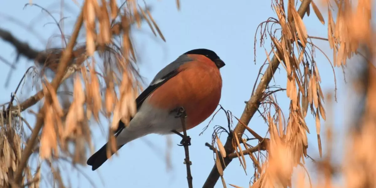 Featured Image