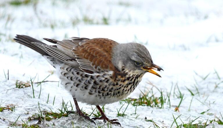Fieldfare (Turdus pilaris)
