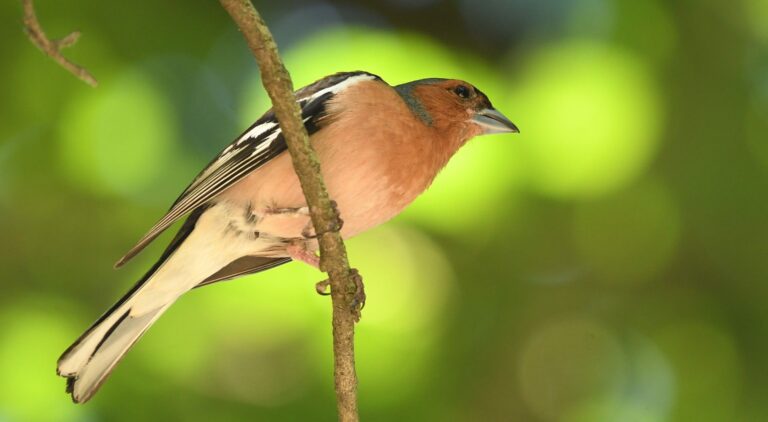 Common Chaffinch (Fringila coelebs)