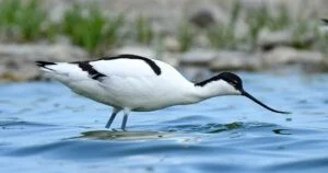 avocette