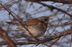 fieldfare