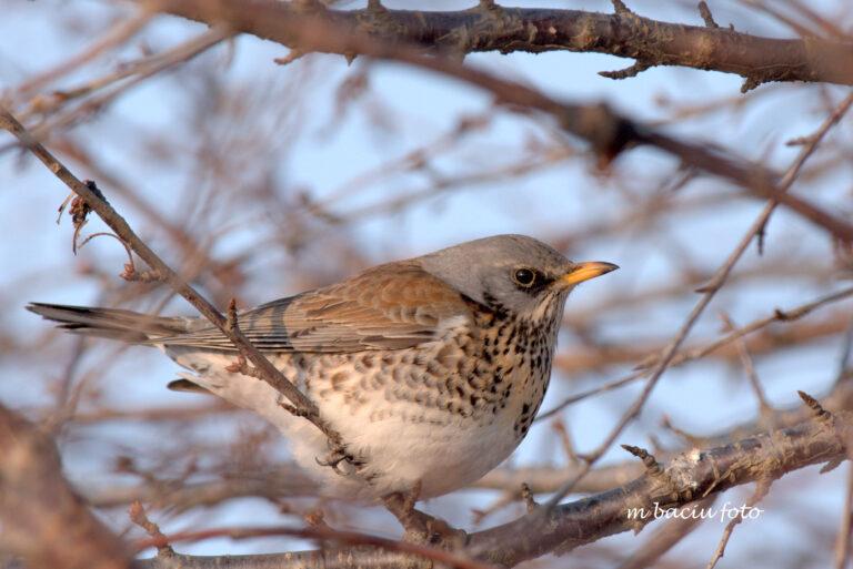 Fieldfare (Turdus pilaris)
