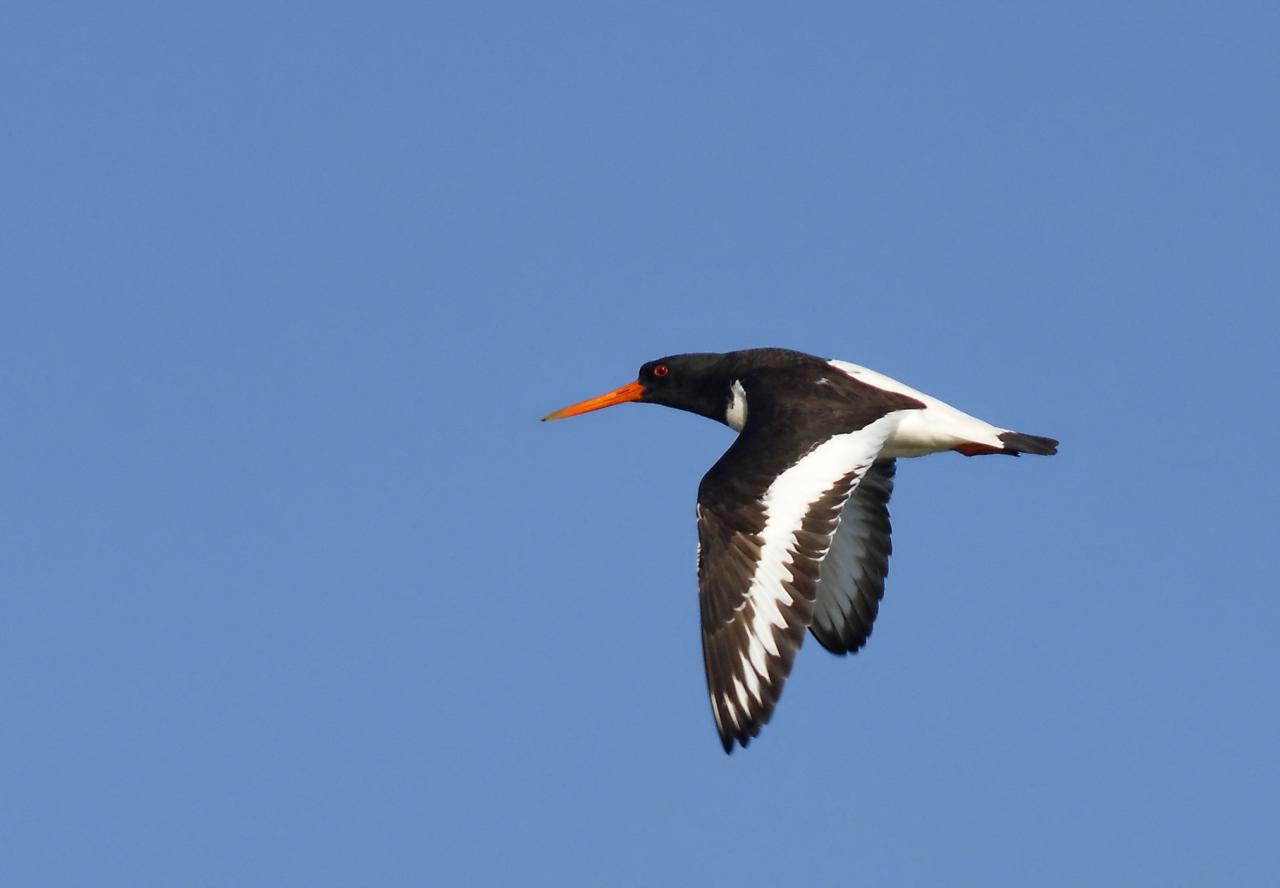 Haematopus ostralegus