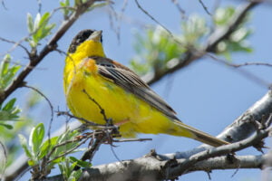 Bruant mélanocéphale (Emberiza melanocephala)