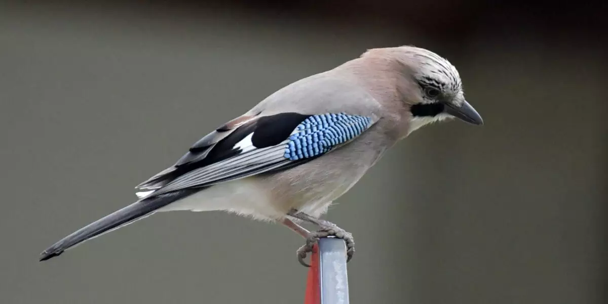 Featured Image