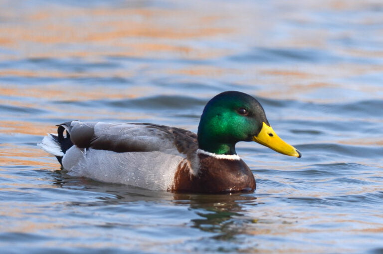 Canard colvert (Anas platyrhynchos L.)
