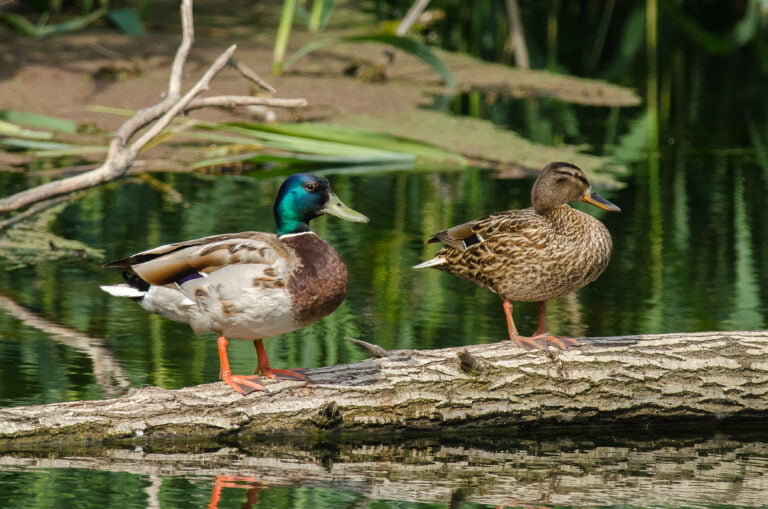 Canard colvert (Anas platyrhynchos L.)