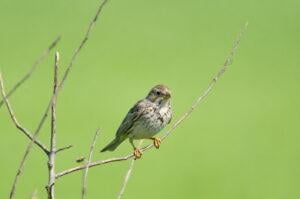 Corn bunting (Miliaria calandra)
