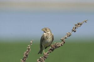 Corn bunting (Miliaria calandra)
