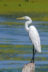 Great Egret (Ardea alba)