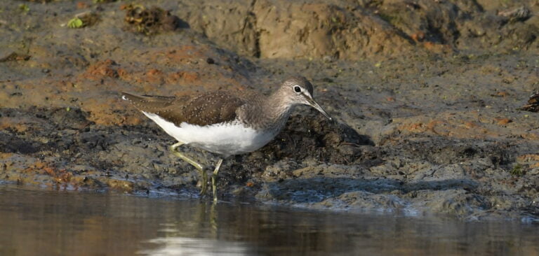 Green Sandpiper (Tringa ochropus)