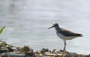 Tringa ochropus