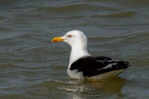 Lesser Black-backed Gull (Larus fuscus fuscus)